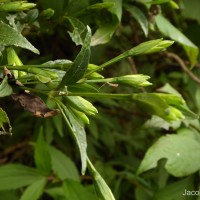 Strobilanthes deflexa T.Anderson